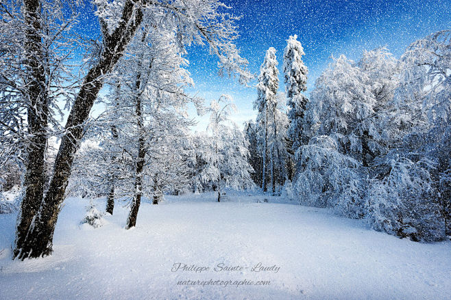 冬季下雪雪地森林背景素材