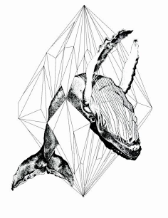 鲸鱼骨骼结构图手绘图片