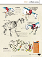 #绘画参考# 如何画动物？ 动物结构（四肢、颈部和头）画法参考 ​​​​