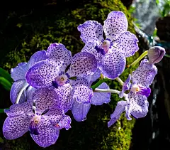 兰花, 花, 紫 - 免费图片 - 225005