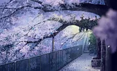 梦境般浪漫唯美的治愈系日式场景插画图片