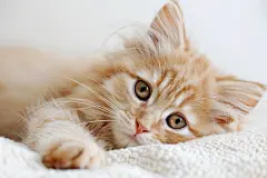 傲娇的淘气猫猫图片
