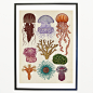 Cnidaria Print – Katie Scott