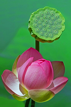 nFwI5UDM采集到油画