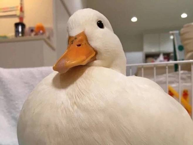 萌宠鸭子头像