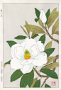 Magnolia Grandiflora from Shodo Kawarazaki Spring Flower Japanese Woodblock Prints