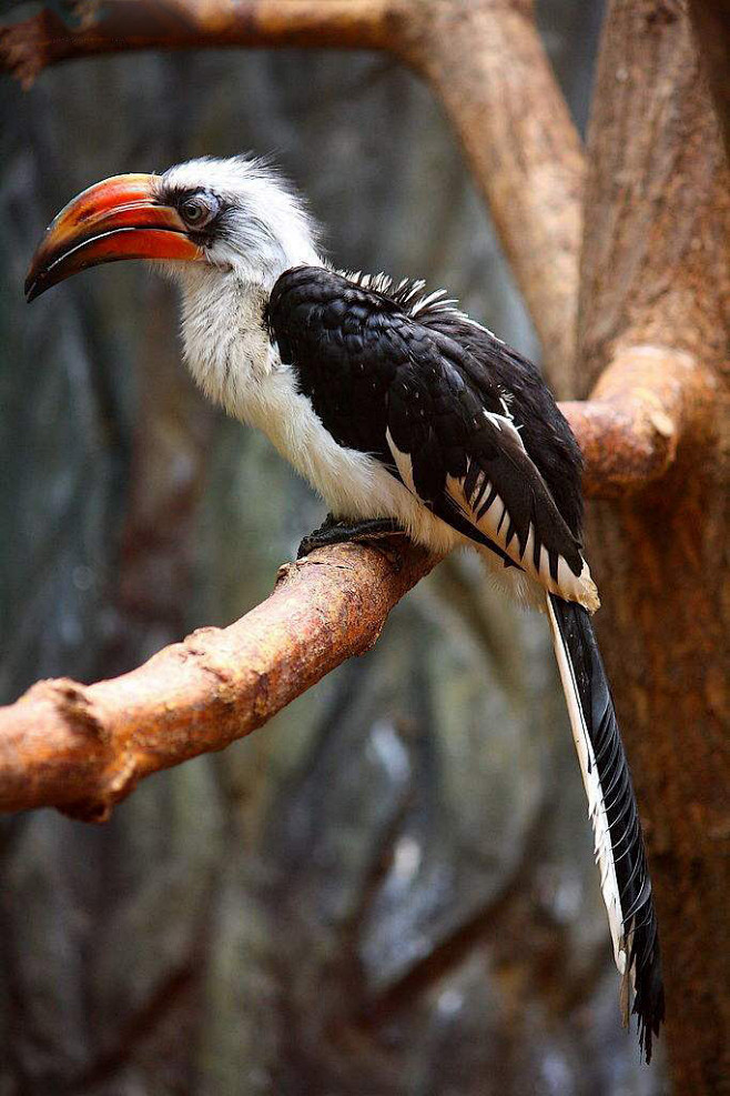 犀鸟目犀鸟科弯嘴犀鸟属斑嘴犀鸟