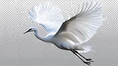 鼠绘仙鹤仙鹤插画手绘高清模板免费下载-趣麦麦图