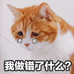 猫猫表情包