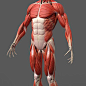 AnatomyTool Project - The Muscles-3