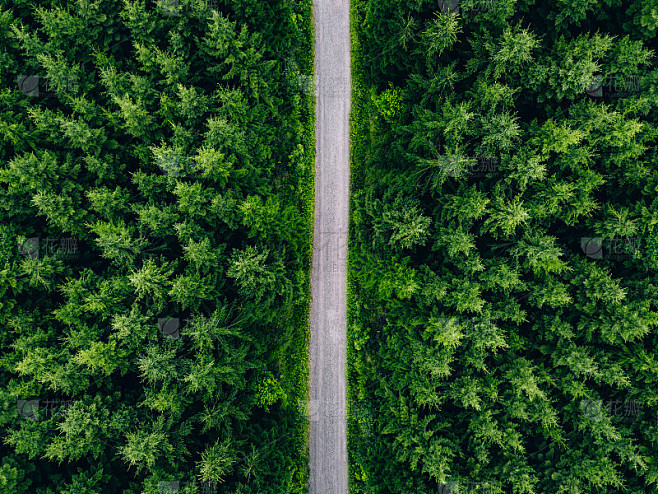 鸟瞰绿色杉木林中的道路。芬兰的绿色森林和乡村公路。