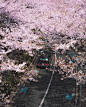 东京的春天，想看樱花了，来自摄影师William Kim。