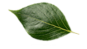 花卉 热带植物 叶子 多肉植物 树枝树干...