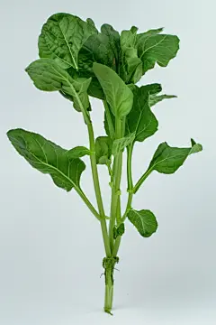 温室蔬菜特写高清图片