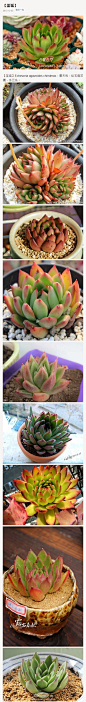 【圣诞】Echeveria agavoides christmas，景天科，拟石莲花属，冬云系。