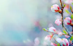 春天的花蕾 清新自然 安卓高清平板壁纸推荐