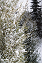 自然美,雪花,有包装的,新年,自然,垂直画幅,黄金,无人,乌克兰