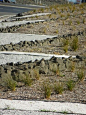 Auckland Airport Gateway Landscaping