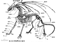 机构教程搬运工采集到动物骨骼、肌肉结构解剖