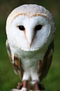 Barn Owl #鸟类# #萌#