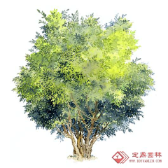 中间中采集到植物