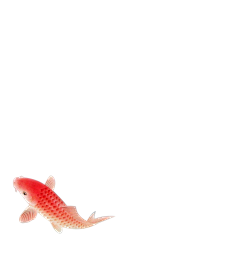 大红鲤鱼你去哪采集到动物