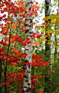 landscapelifescape:      Hubbel, Michigan, USA      Fall is here (by adonyvan): 