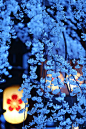 樱花之夜，日本京都 #静物#