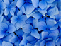 blossoms blue flowers flowers hydrangea nature wallpaper (#402716) / Wallbase.cc
