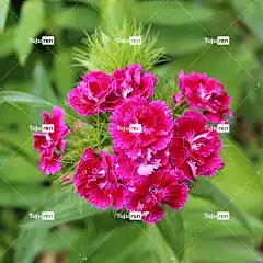 土耳其的康乃馨 康乃馨 花壁纸 绿色 花卉背景 热粉色 美丽的花朵