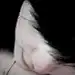 小小蒲公英