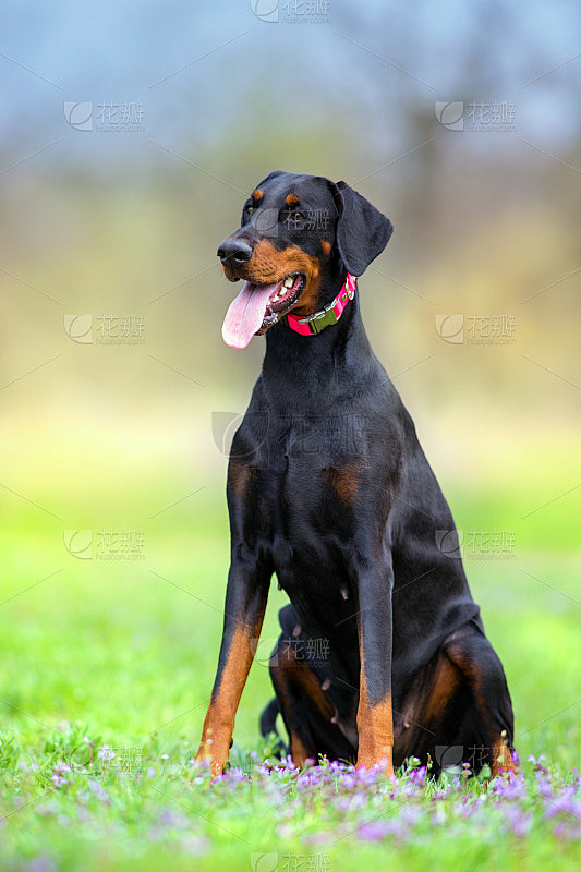 黑色的杜宾犬坐