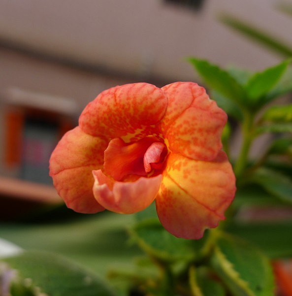 Achimenes Orange Orc...