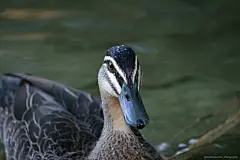 鸭子轮高清图片素材