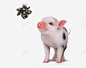 漂亮的小猪片高清素材 设计图片 页面网页 平面电商 创意素材