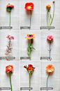 Flower Guide