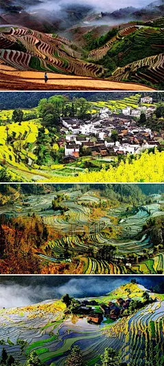[梯田 精彩] 1．广西龙脊梯田：满田尽带油菜花； 2．婺源江岭梯田：金黄花墙黛瓦； 3．云南元阳梯田：迷醉大地最美的线条； 4．贵州加榜梯田：与吊脚楼同在。