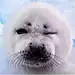 椒盐海豹