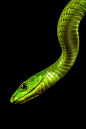Green Mamba by Jeffrey van Ringelenstijn on 500px