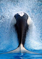 [] 视觉艺术盛宴鲸鱼的背脊，力量与雄性的张力
