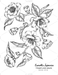 茶花,叶子,绘画插图,线条画,白色背景,轮廓,自然,华丽的,花
