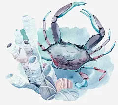 水彩贝壳和海鲜螃蟹png免抠素材_新图网 https://ixintu.com 螃蟹 螃蟹钳 海鲜 海生动物 手绘图 水彩 贝壳