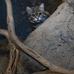 不准帅采集到猫狗萌宠