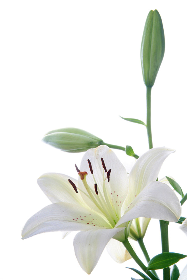 百合花48796_花卉写真_花卉类_图库...