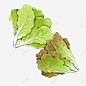 手绘绿色生菜蔬菜 设计图片 免费下载 页面网页 平面电商 创意素材