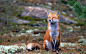 General 1680x1050 fox nature animals smiling