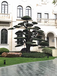 Kano·川页采集到A-3植物种单体