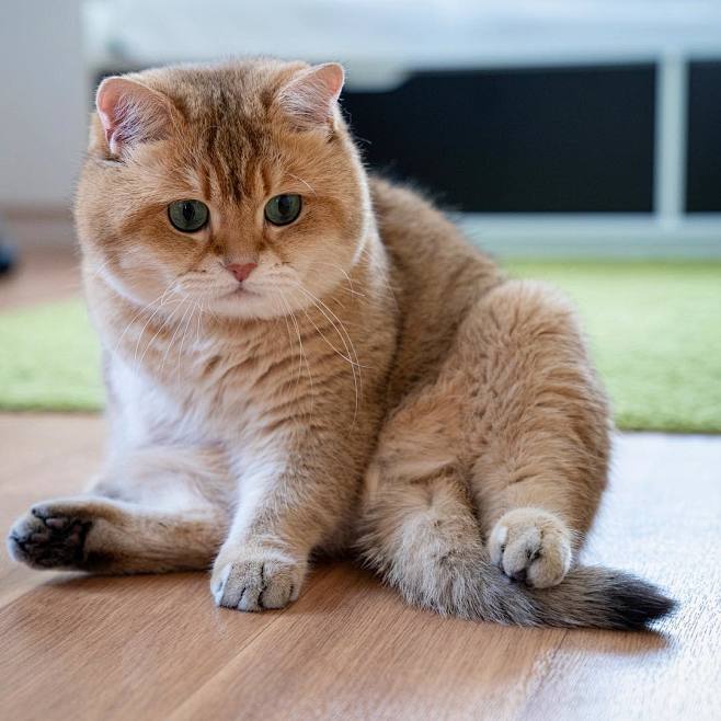 hosico_cat