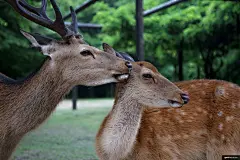 鹿 哺乳动物 野生动物 动物 羚羊 麋鹿 动物摄影图片图片壁纸