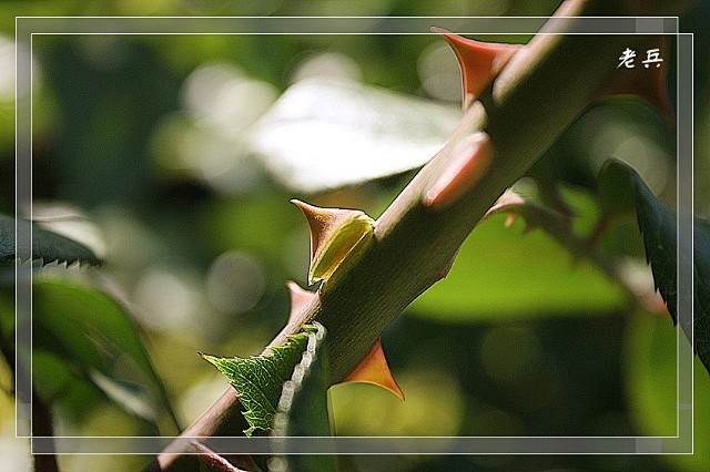 从花刺上可区分月季和玫瑰月季是皮刺花刺可以从花茎上掰下来如图玫瑰